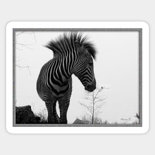 Zebra Portrait Sticker